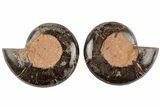 Cut/Polished Ammonite (Phylloceras?) Pair - Unusual Black Color #166029-1